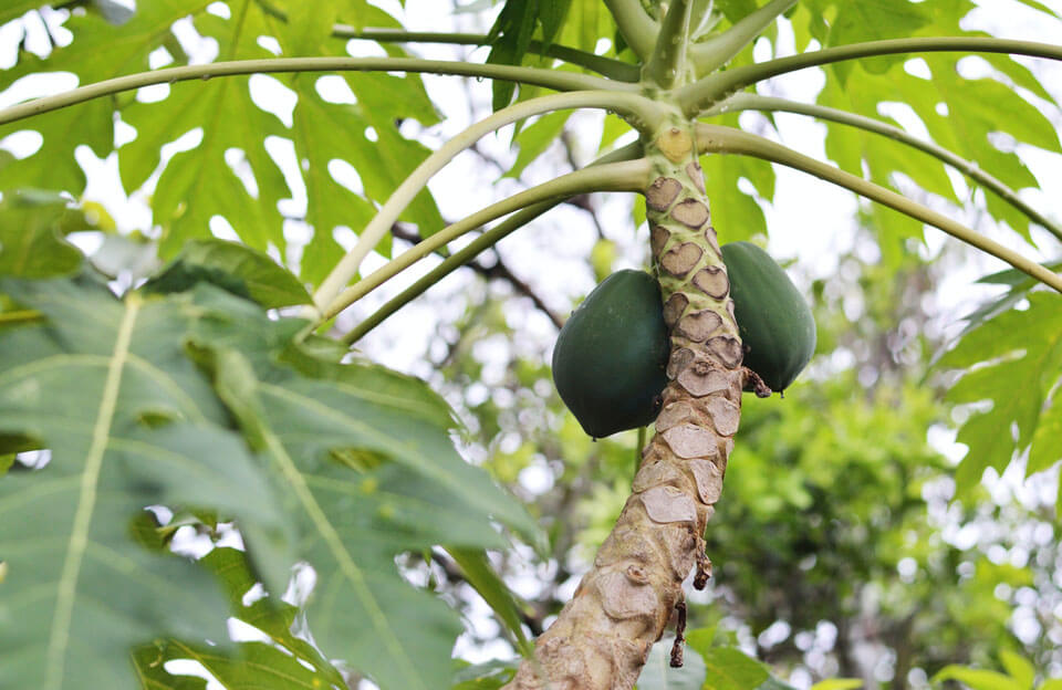 Is_Papaya_Good_for_Diabetics_Cover_Image